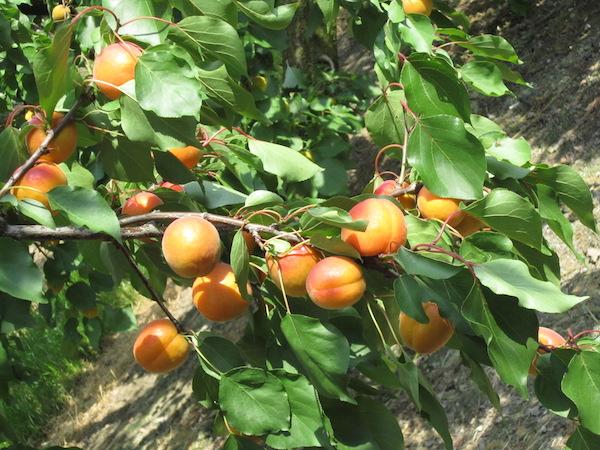 Abricots 2.jpg